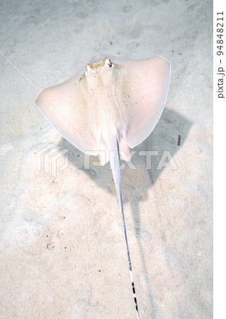 ヤッコエイ 94848211