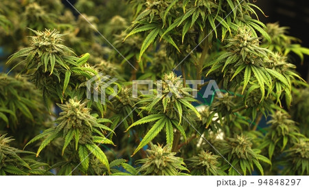 Cannabis plant in curative cannabis weed farm for medical cannabis product Cannabis plant in curative cannabis weed farm for medical cannabis product 94848297