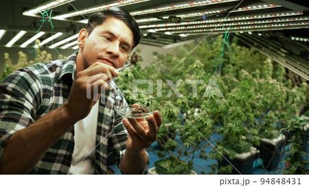 Marijuana farmer tests marijuana buds in curative marijuana farm 94848431