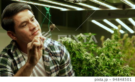 Marijuana farmer tests marijuana buds in curative marijuana farm Marijuana farmer tests marijuana buds in curative marijuana farm 94848501
