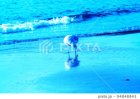 カラー　海　波　鳥　カモメ（2022年10月登録） 94848843