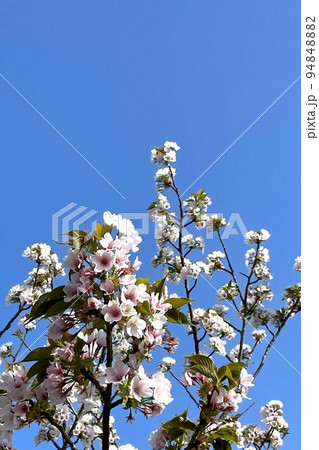 桜と青空 桜と青空 94848882