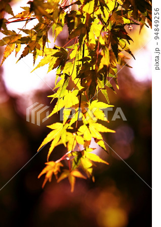 紅葉 94849256