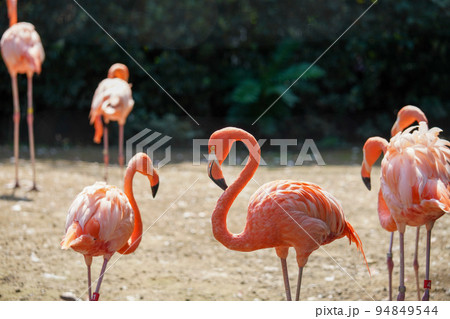 フラミンゴの群れ 94849544