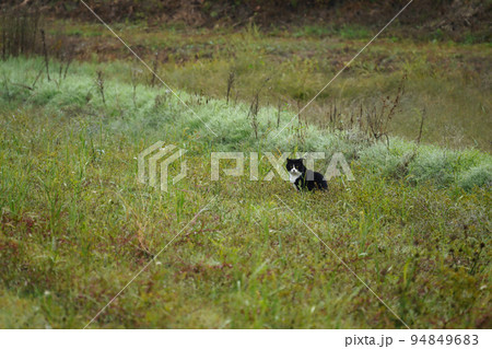 秋の長閑な風景 猫 秋の長閑な風景 猫 94849683