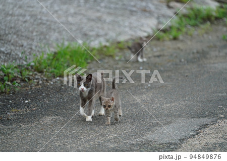可愛い子猫の怖い顔 可愛い子猫の怖い顔 94849876