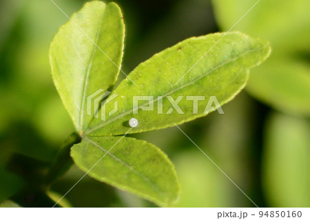 アゲハチョウの卵 94850160