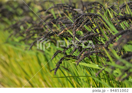 収穫前の実りの秋、白米、黒米の田んぼ 94851002