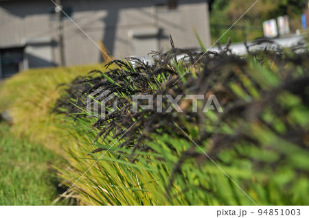 収穫前の実りの秋、白米、黒米の田んぼ 94851003