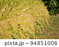 収穫前の実りの秋、白米、黒米の田んぼ 94851006