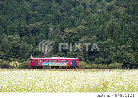 【長良川鉄道】そばの花畑を駆け抜ける列車 【長良川鉄道】そばの花畑を駆け抜ける列車 94851121