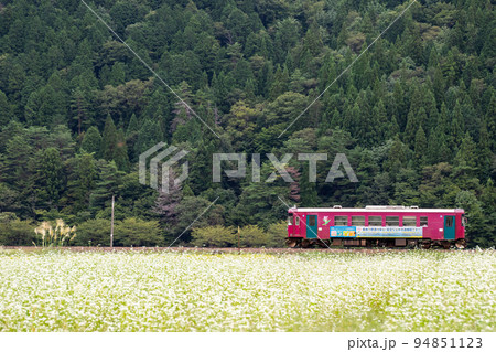 【長良川鉄道】そばの花畑を駆け抜ける列車 【長良川鉄道】そばの花畑を駆け抜ける列車 94851123