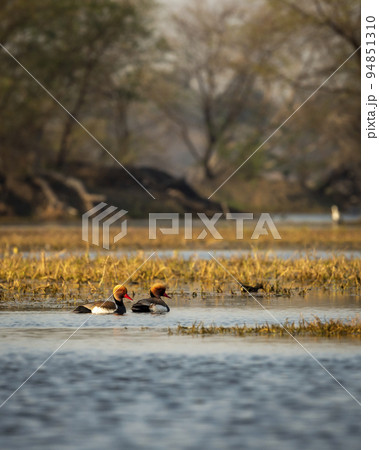 Two male Red crested pochard or Netta rufina family flock floating in blue water of keoladeo landscape. wildlife scenery frame at keoladeo national park bharatpur bird sanctuary rajasthan india asia 94851310