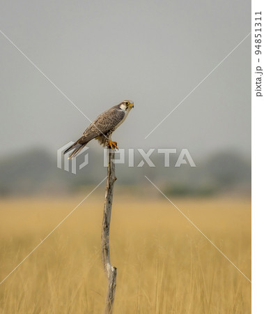 Laggar falcon or Falco jugger perched on branch in scenic landscape of grassland at tal chhapar sanctuary churu rajasthan india asia 94851311