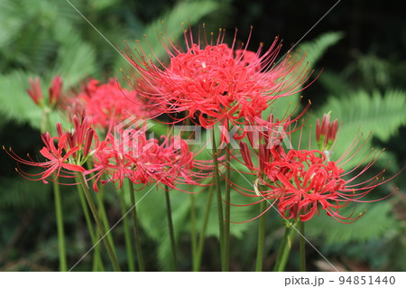 彼岸に真っ赤な花の、ヒガンバナ 94851440