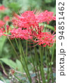 彼岸に真っ赤な花の、ヒガンバナ 94851462