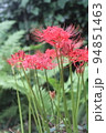 彼岸に真っ赤な花の、ヒガンバナ 94851463