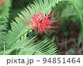 彼岸に真っ赤な花の、ヒガンバナ 94851464