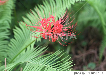 彼岸に真っ赤な花の、ヒガンバナ 94851464