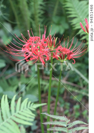 彼岸に真っ赤な花の、ヒガンバナ 94851466