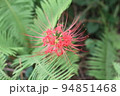 彼岸に真っ赤な花の、ヒガンバナ 94851468