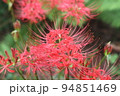 彼岸に真っ赤な花の、ヒガンバナ 94851469