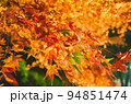 紅葉したもみじ 94851474