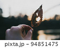 虫食いの落ち葉と夕暮れ 94851475