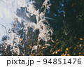 秋のすすき 94851476