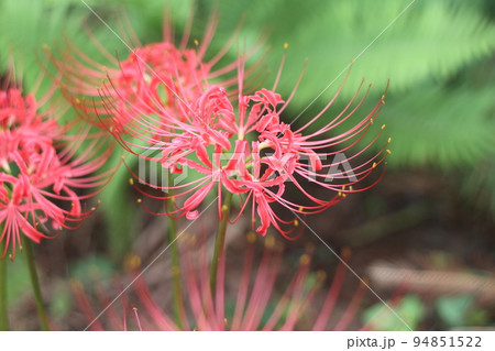 彼岸に真っ赤な花の、ヒガンバナ 94851522