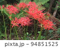 彼岸に真っ赤な花の、ヒガンバナ 94851525