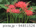 彼岸に真っ赤な花の、ヒガンバナ 94851526