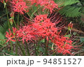 彼岸に真っ赤な花の、ヒガンバナ 94851527