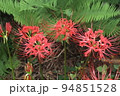 彼岸に真っ赤な花の、ヒガンバナ 94851528