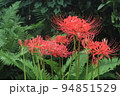 彼岸に真っ赤な花の、ヒガンバナ 94851529