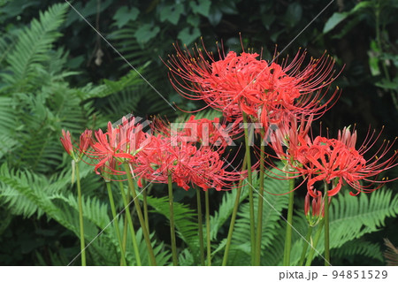彼岸に真っ赤な花の、ヒガンバナ 94851529