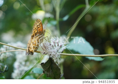 秋の七草フジバカマ 94851935