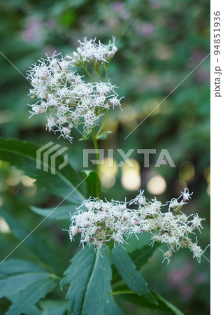 秋の七草フジバカマ 94851936