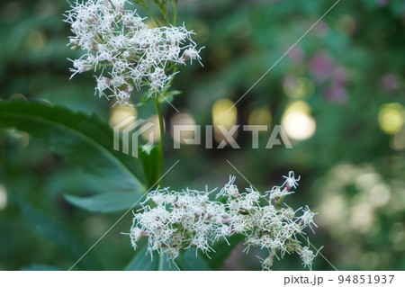 秋の七草フジバカマ 94851937