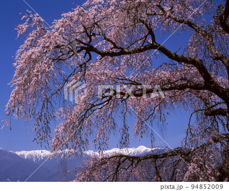 長野県 駒ヶ根市 栖林寺の枝垂桜と残雪の中央アルプス 長野県 駒ヶ根市 栖林寺の枝垂桜と残雪の中央アルプス 94852009