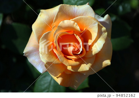 蜂ヶ峰の薔薇 蜂ヶ峰の薔薇 94852162