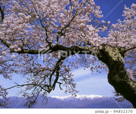 長野県　中川村　望岳荘の桜と残雪の中央アルプス 94852270