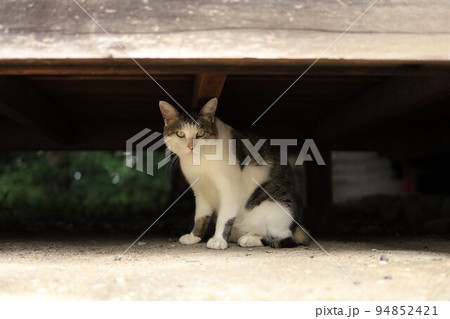 縁の下でこちらを見ている猫 縁の下でこちらを見ている猫 94852421