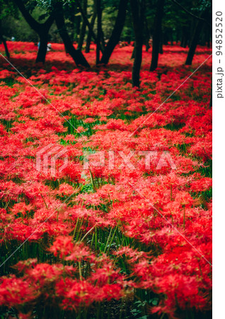 紅くて怖い彼岸花 94852520