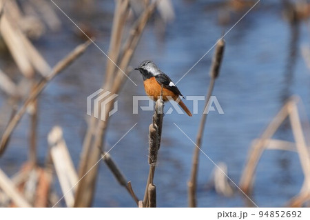 どこからともなく来て目の前に止まった可愛いくて綺麗なジョウビタキ どこからともなく来て目の前に止まった可愛いくて綺麗なジョウビタキ 94852692