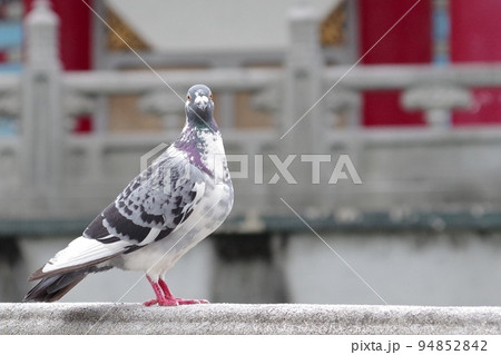 こちらを見る鳩 94852842