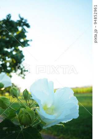 夕方に日差しがさす場所に白いの芙蓉の花が咲く 94852961