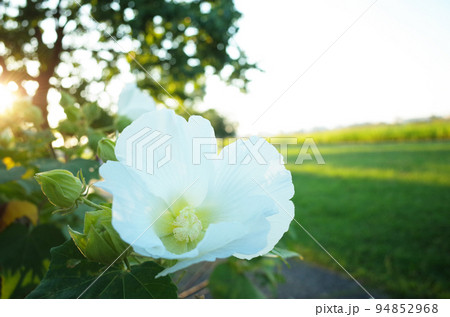 夕方に日差しがさす場所に白いの芙蓉の花が咲く 94852968