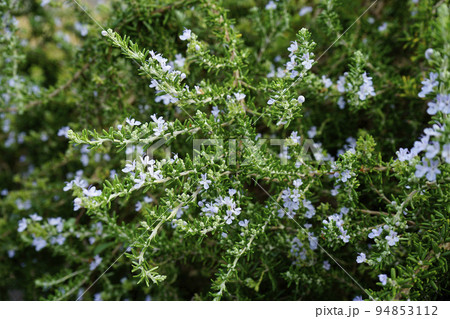 ローズマリーの花 ローズマリーの花 94853112