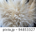 秋を感じるパンパスのドライフラワー 94853327